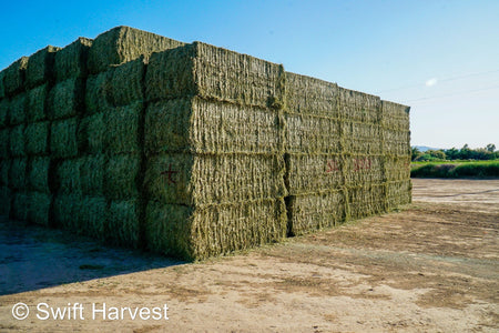 Martinez Farms Big Bale Alfalfa B1-3-24 Supreme Alfalfa Test Hay Big Bales RFV 195.94 CP 24.17 TDN 63.35 SH 93/110