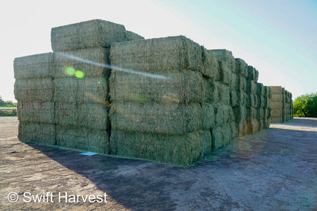 Martinez Farms Big Bale Alfalfa B1-3-24B Supreme Alfalfa Test Hay Big Bales RFV 198.04 CP 26.24 TDN 61.30 SH 88/110