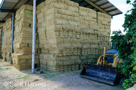 Martinez Farms Big Bale Alfalfa Barn #3  Premium/Supreme AZ Alfalfa Test Hay Small Bales CP 20 RFV 165 TDN 61  FACS 84/110