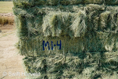 Martinez Farms Retail Bermuda Hay M1-4 AZ Bermuda Small Bales 106/110