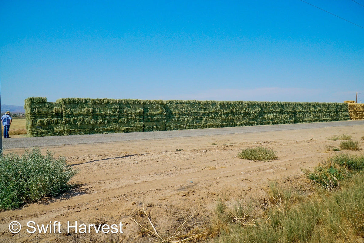 Martinez Farms Retail Bermuda Hay M1-4 AZ Bermuda Small Bales 106/110