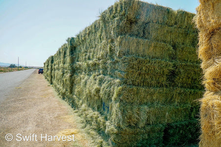 Martinez Farms Retail Bermuda Hay M1-4 AZ Bermuda Small Bales 106/110