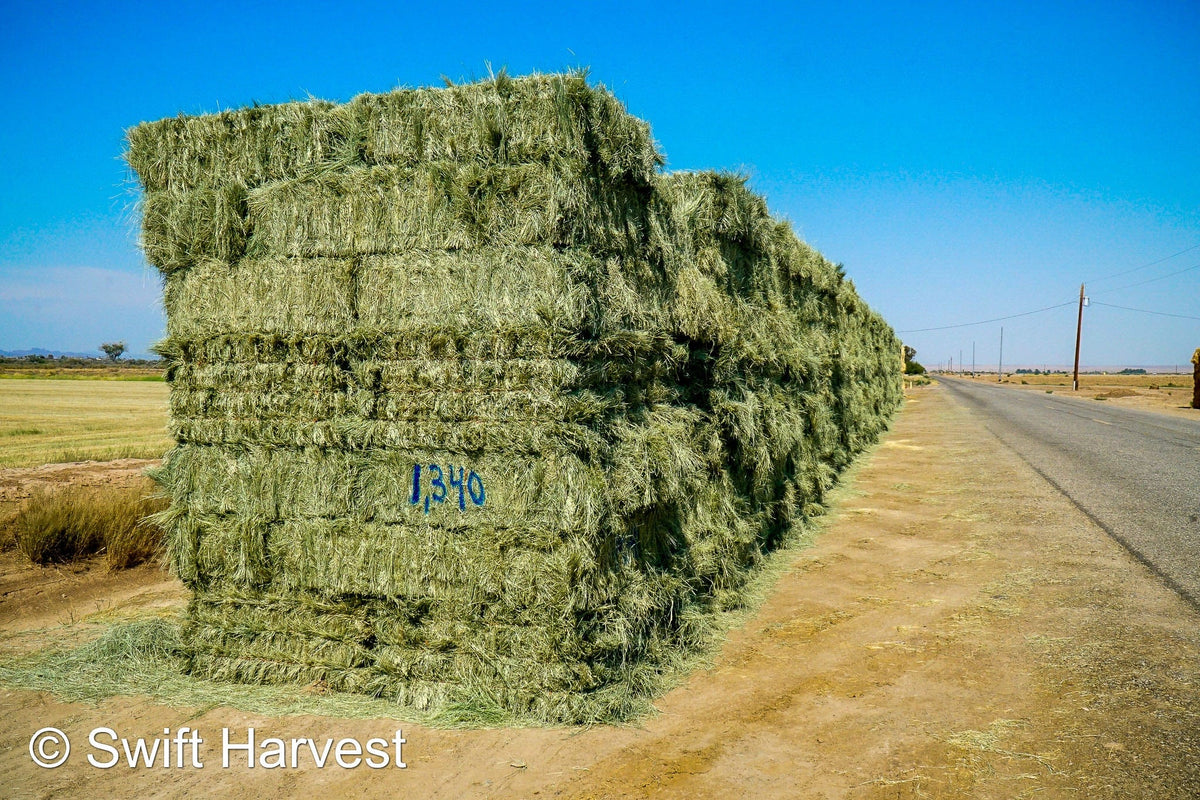 Martinez Farms Retail Bermuda Hay M1-4 AZ Bermuda Small Bales 106/110