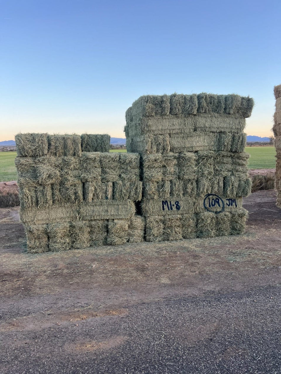 Martinez Farms Retail Bermuda Hay M1-8 AZ Bermuda Small Bales