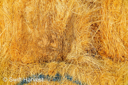 Martinez Farms Retail Bermuda Hay M1-B Bermuda 3-String Hay under 100 lbs