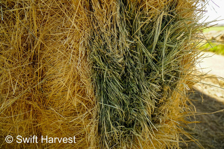 Martinez Farms Retail Bermuda Hay M1-B Bermuda 3-String Hay under 100 lbs