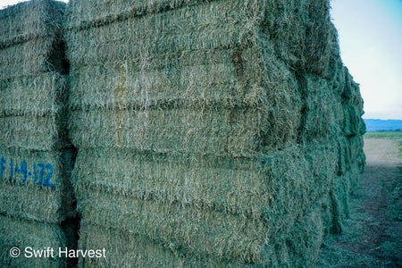 Ray Martinez Farms Alfalfa Big Bales RM-1-F1-4