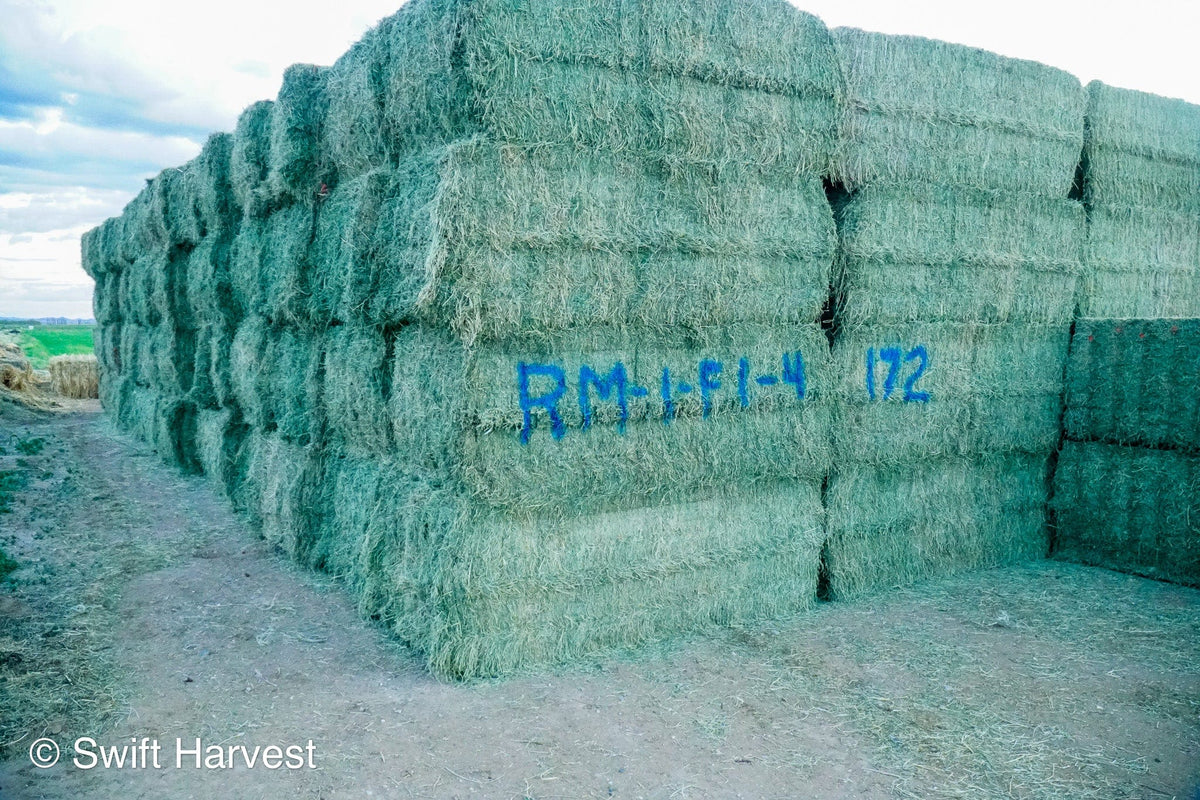 Ray Martinez Farms Alfalfa Big Bales RM-1-F1-4