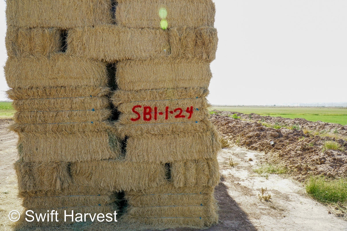 Stuart Bennett Farms bermuda small bales SB-1-1-24 Bermuda FACS 104/110