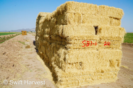 Stuart Bennett Farms bermuda small bales SB-1-1-24 Bermuda FACS 104/110