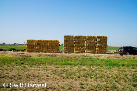 Stuart Bennett Farms bermuda small bales SB-1-1-24 Bermuda FACS 104/110