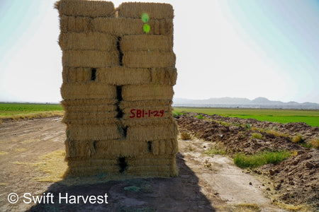 Stuart Bennett Farms bermuda small bales SB-1-1-24 Bermuda FACS 104/110