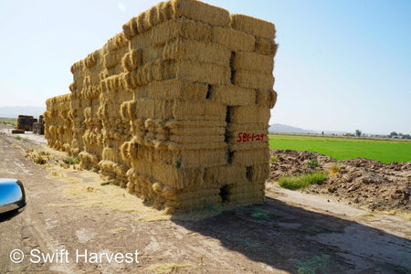 Stuart Bennett Farms bermuda small bales SB-1-1-24 Bermuda FACS 104/110