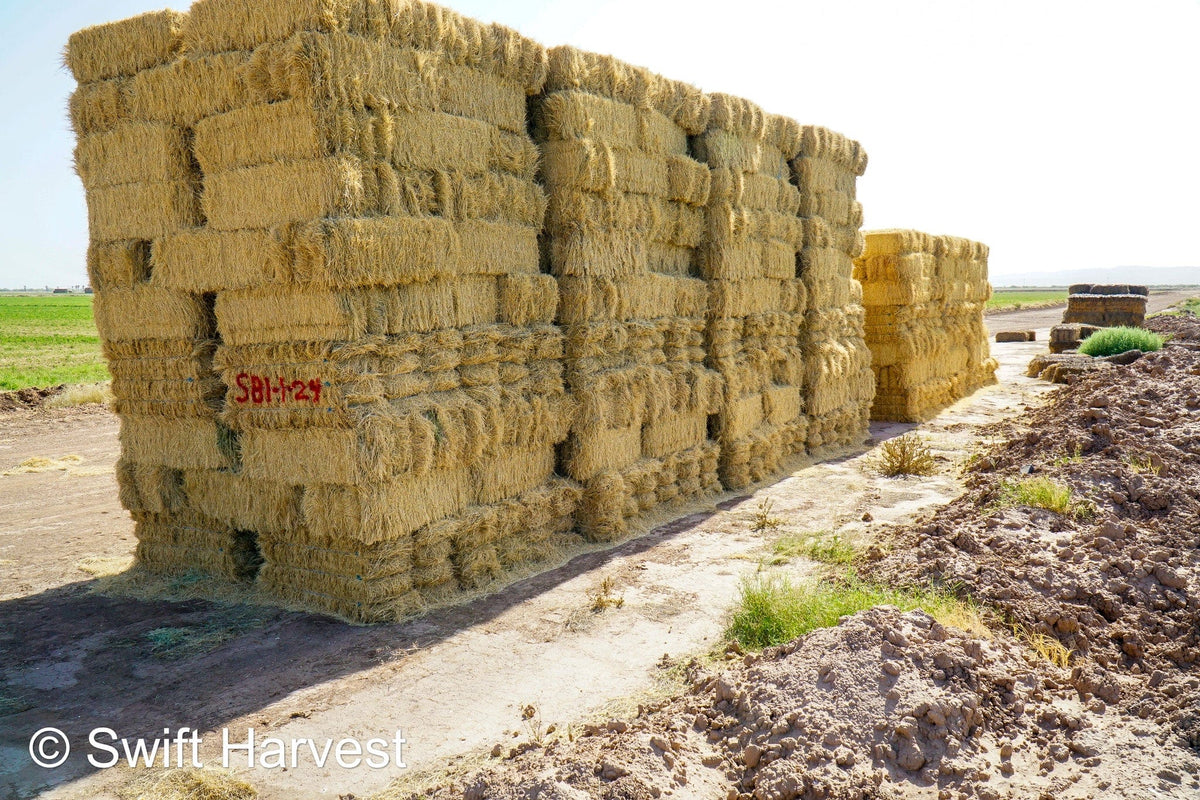 Stuart Bennett Farms bermuda small bales SB-1-1-24 Bermuda FACS 104/110