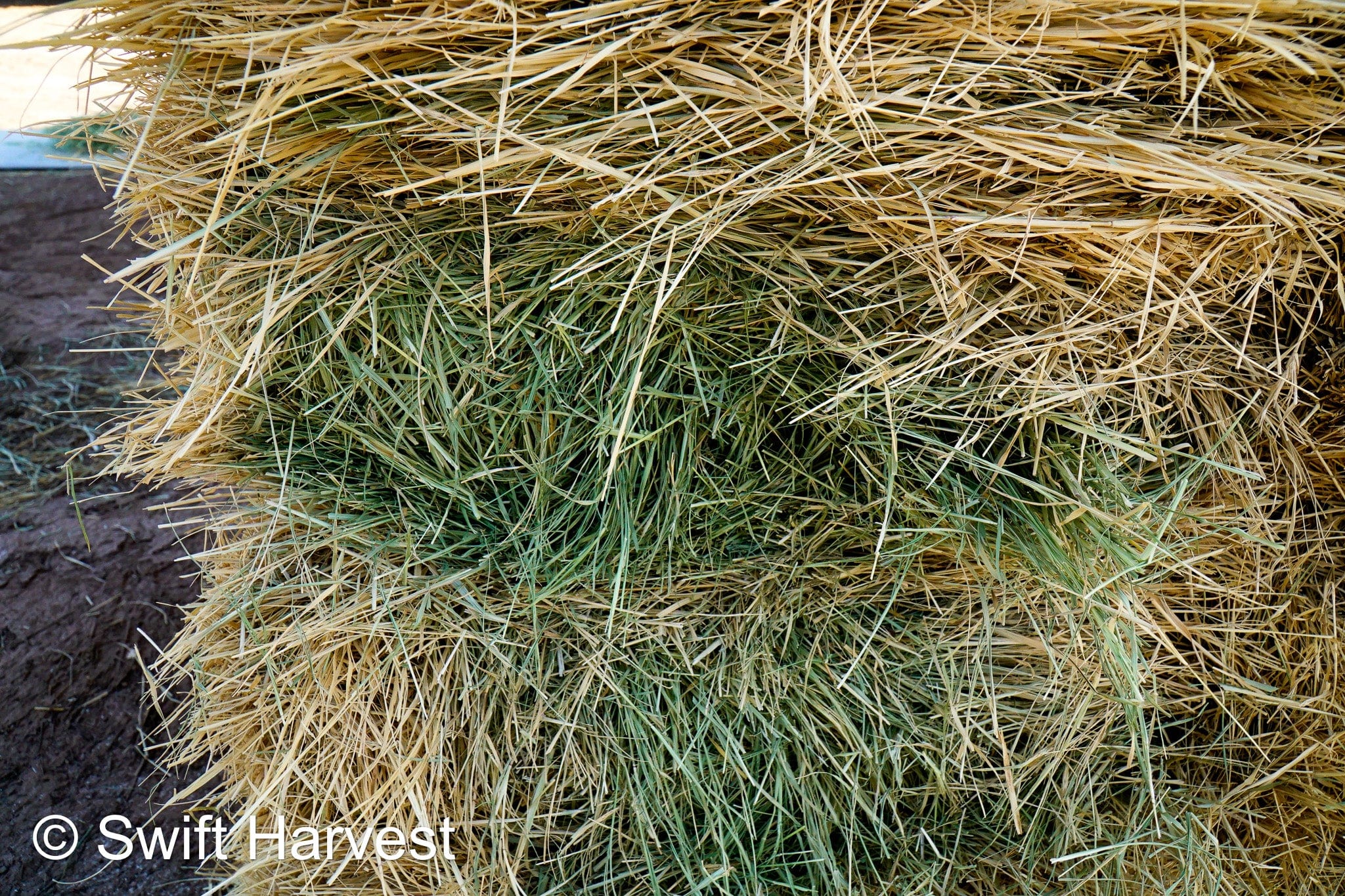 Stuart Bennett Farms bermuda small bales SB-1-1-24 Bermuda FACS 104/110