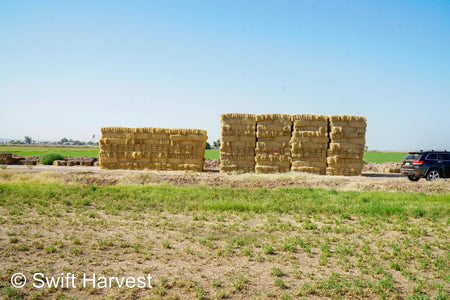 Stuart Bennett Farms bermuda small bales SB-1-1-24 Bermuda FACS 104/110