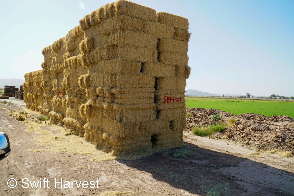 Stuart Bennett Farms bermuda small bales SB-1-1-24 Bermuda FACS 104/110