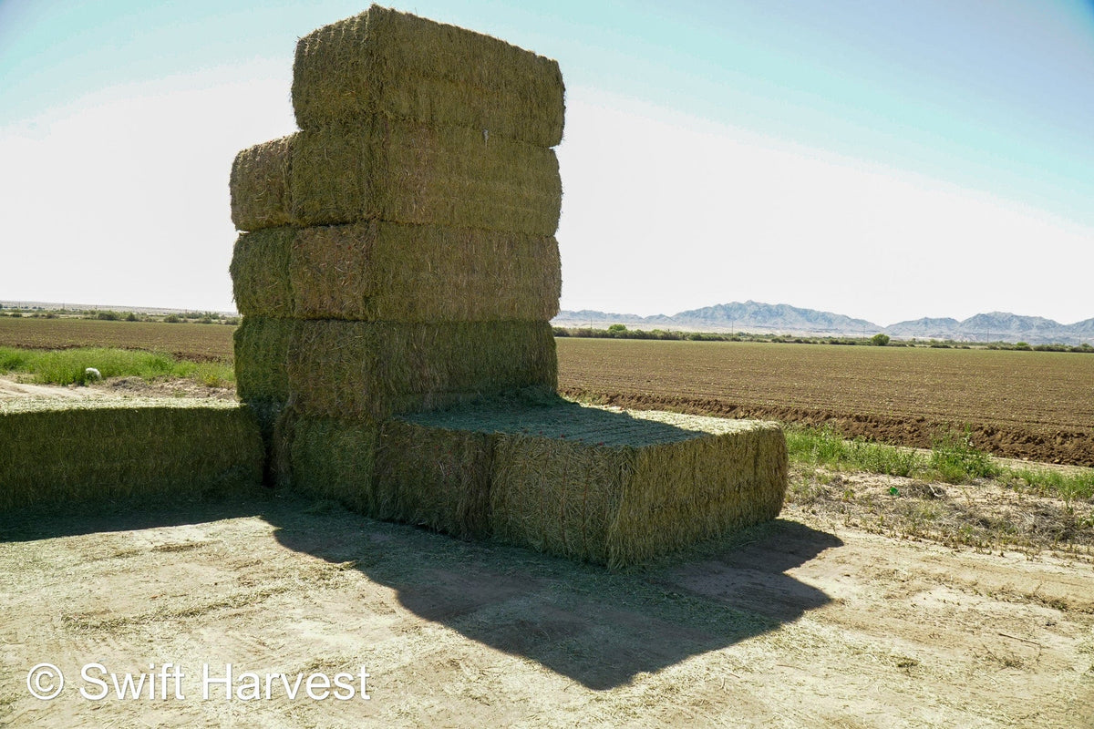 Stuart Bennett Farms SB 24-2-C Supreme Test Hay Arizona Alfalfa Big Bales per ton