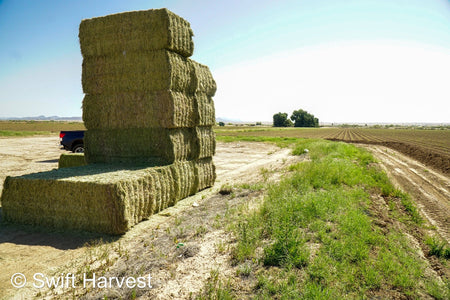 Stuart Bennett Farms SB 24-2-C Supreme Test Hay Arizona Alfalfa Big Bales per ton