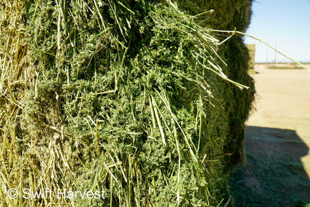 Stuart Bennett Farms SB 24-2-C Supreme Test Hay Arizona Alfalfa Big Bales per ton