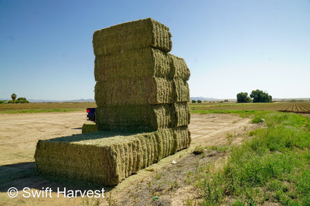 Stuart Bennett Farms SB 24-2-C Supreme Test Hay Arizona Alfalfa Big Bales per ton