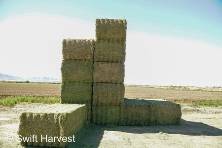 Stuart Bennett Farms SB 24-2-C Supreme Test Hay Arizona Alfalfa Big Bales per ton