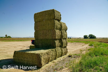 Stuart Bennett Farms SB 24-2-C Supreme Test Hay Arizona Alfalfa Big Bales per ton