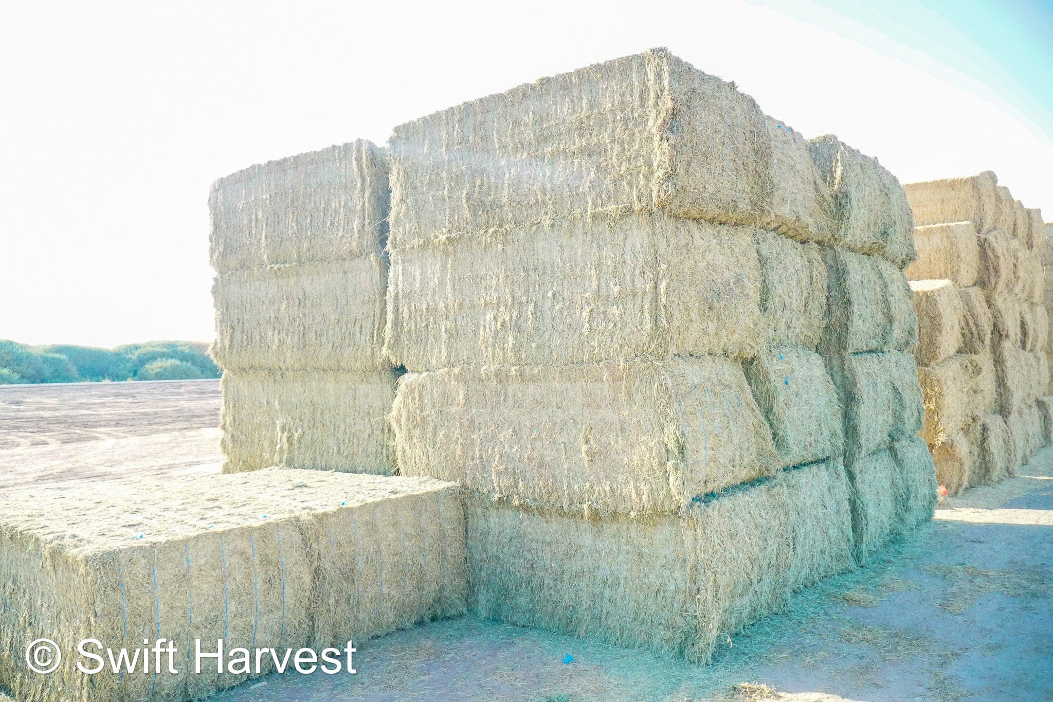 swiftharvest.net 19-6 Good/Premium AZ Big Bales Alfalfa CP 19 RFV 159 TDN 59FACS 96/110